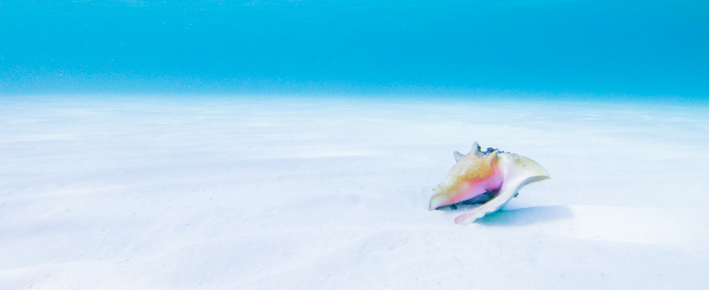Conch